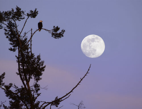 Eagle Supermodel Glows Under the Pink Supermoon