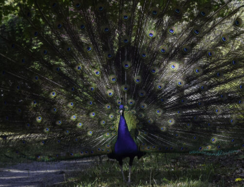 Wild Peacock Vibes