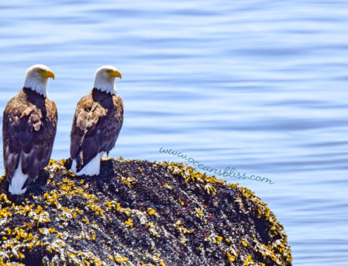 Valentines Day Love Eagles