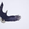 Soar