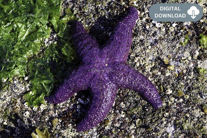 Purple Starfish