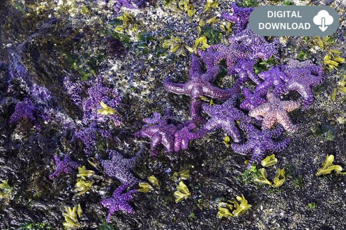 Purple Starfish Cuddle