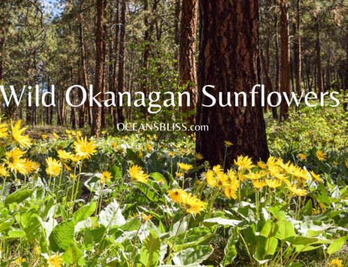 Wild Okanagan Sunflowers: Why you need to go for a walk in the mountains this spring!