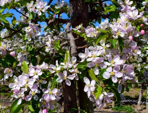 A Gift! Apple Blossom Bliss Image Download!