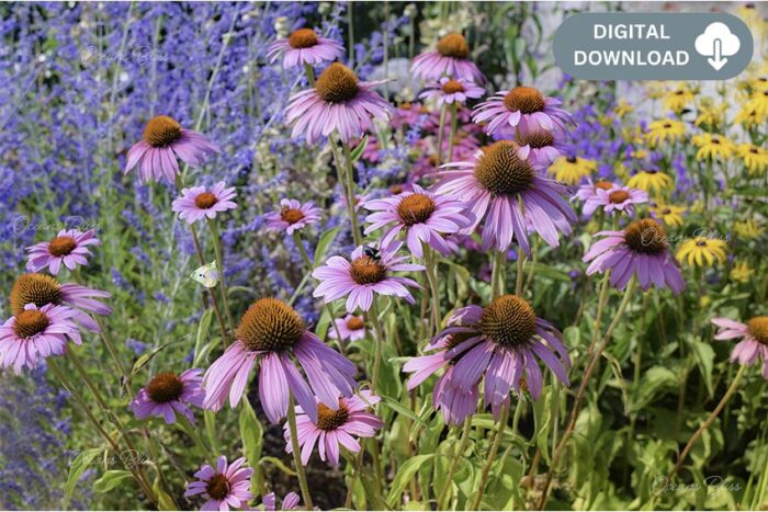 Wildflowers