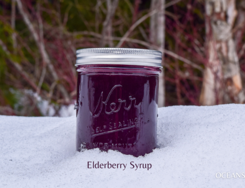 Homemade Elderberry Syrup (Small Batch, No Canning Needed!)