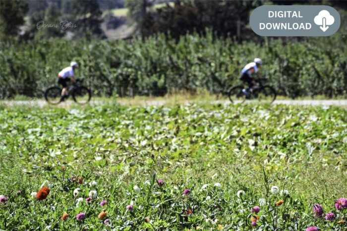 Cyclists and Dhalias in the Okanagan