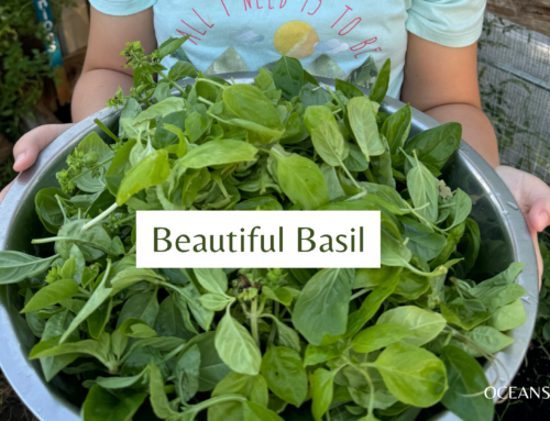 How I Harvest, Preserve and Use Basil Year Round