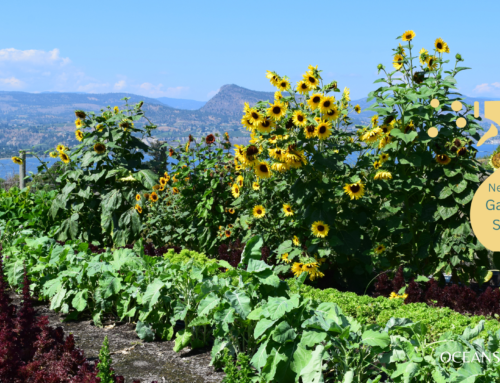 Neem Oil: My Go-To Natural Garden Routine