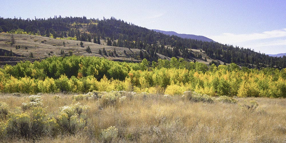 Okanagan Highlands Cottagecore