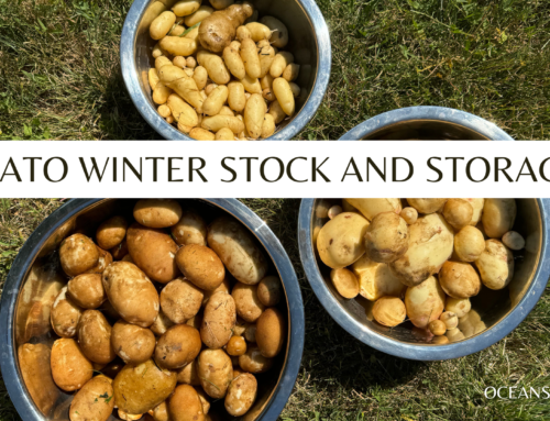 Winter Potato Math and Storage