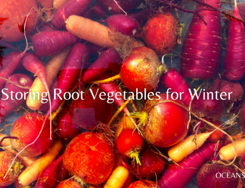 Storing Root Vegetables for Winter