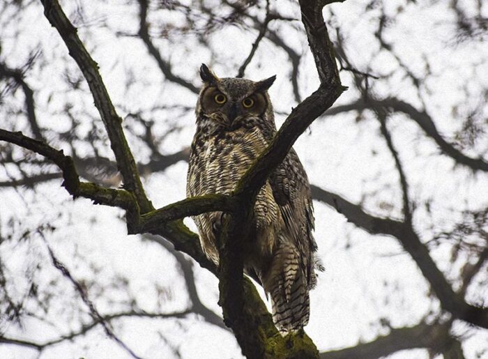 Winter Solstice Great Horned Owl