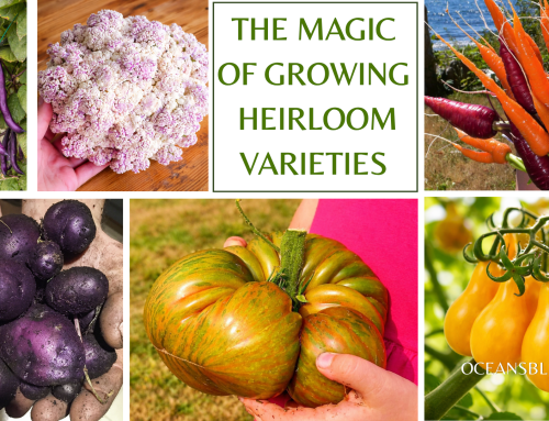 Preserving the Past: The Magic of Growing Heirloom Varieties
