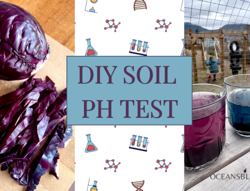 Easy DIY Soil pH Test Using Red Cabbage