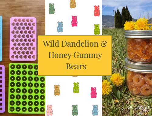 Dandelion Honey Gummies & Easy Foraged Herbal Gummy Recipes