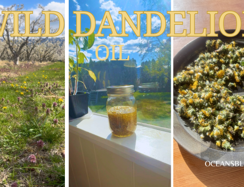Dandelion Season: Making Two Simple Infused Oils for Skincare and Food