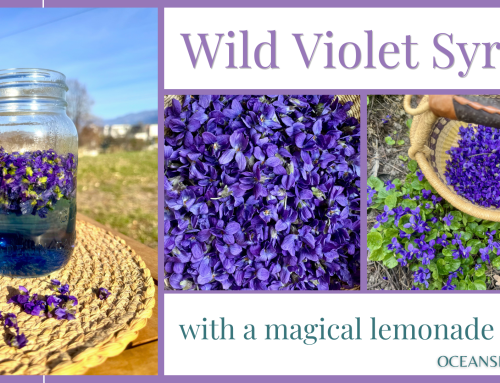 Wild Violet Syrup: A Little Bit of Spring Magic in a Jar