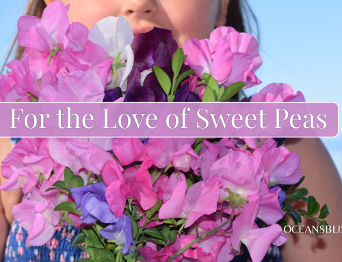 My Sweet Pea Process – A Flower That Brings Back Memories + My Growing Tips