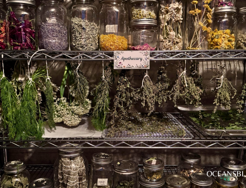 Growing, Drying, and Storing Your Own Herbs: A Beginner’s Guide
