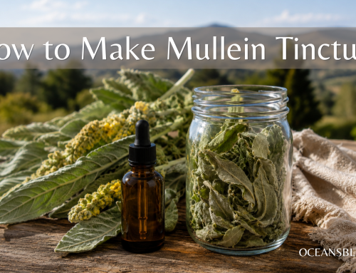 How to Make Mullein Tincture: A Simple Herbal Tradition