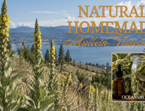 How to Make Mullein Tincture: A Simple Herbal Tradition