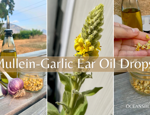 Mullein Garlic Ear Oil Drops – A Traditional Recipe