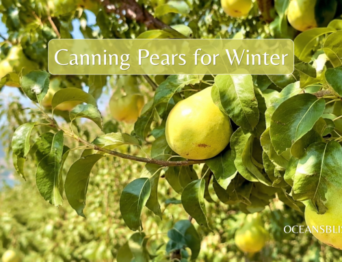 Canning Pears for Winter