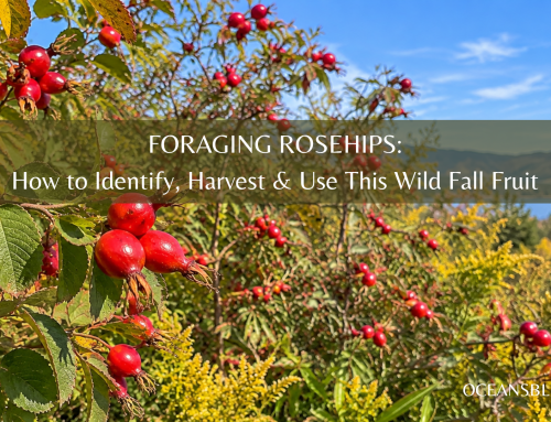 Foraging Rosehips: How to Identify, Harvest & Use This Wild Fall Fruit