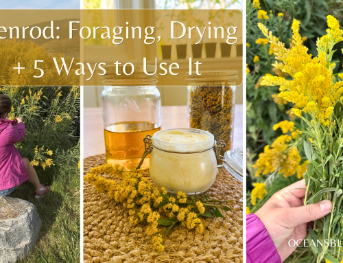 Goldenrod Season: Foraging, Drying + 5 Ways to Use It