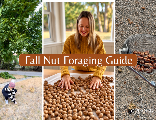 Okanagan Nut Foraging Guide: Hazelnuts, Walnuts & Chestnuts
