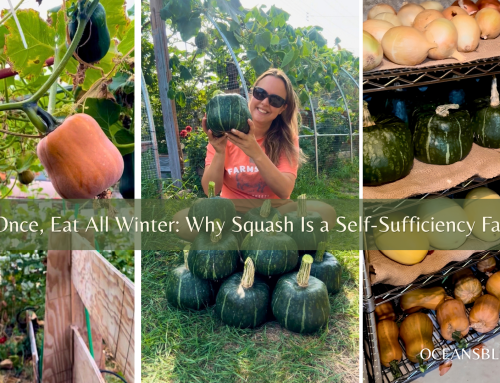 Growing Winter Squash for Self-Sufficiency: From Seed to Winter Storage